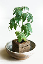 Load image into Gallery viewer, PEAT CUBE / the first